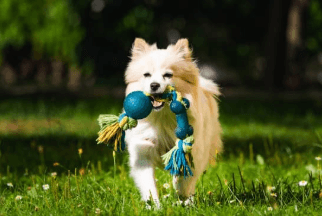 Pet Park